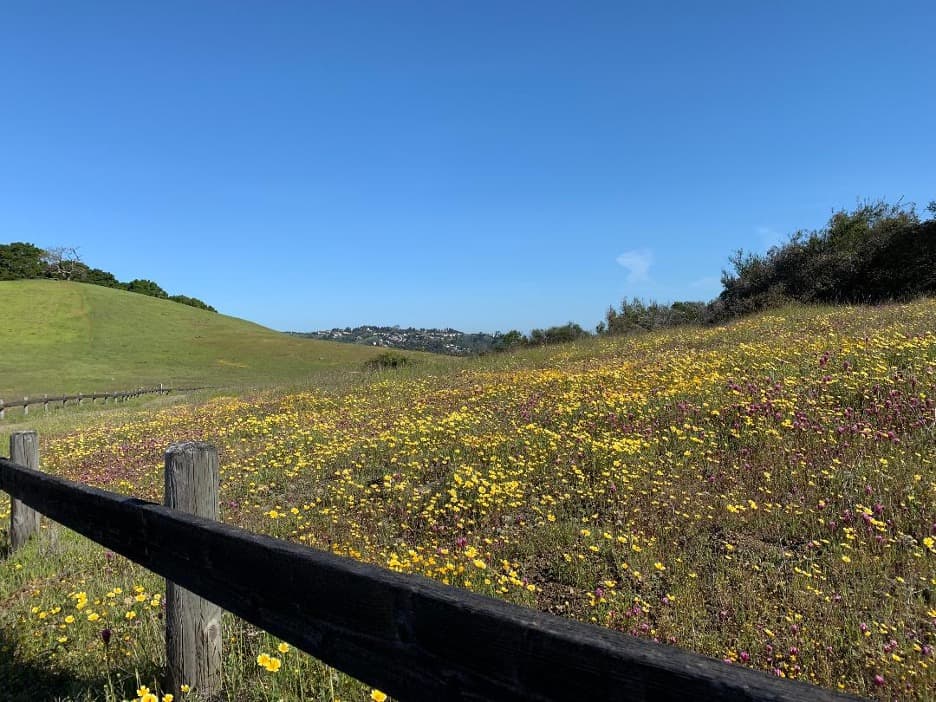 Docent-Led Wildflower Walk - Edgewood Park